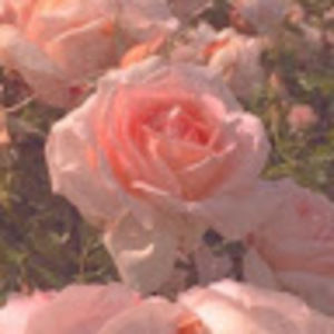 Meet your Posher, Mia